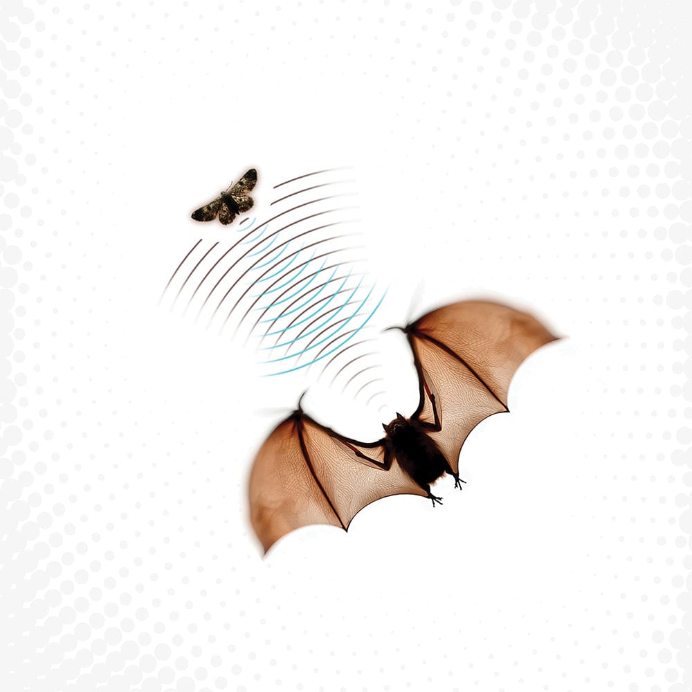 Batsauce - Echolocation (LP - Cave Gray Vinyl) Full Plate