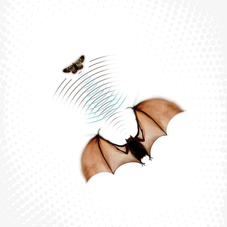 Batsauce - Echolocation (LP - Cave Gray Vinyl) Full Plate